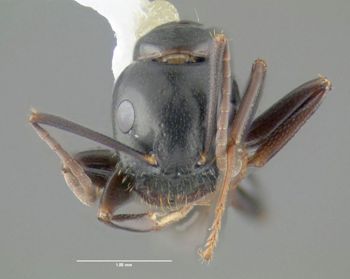 Media type: image;   Entomology 615181 Aspect: head frontal view
